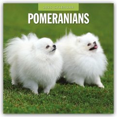 Pomeranians - Zwergspitz - Pomeranian Zwergspitz 2025 - 16-Monatskalender - Red Robin Publishing Ltd