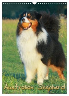 Australian Shepherd (Wandkalender 2025 DIN A3 hoch), CALVENDO Monatskalender - Calvendo;Mielewczyk, Barbara