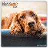Irish Setter - Irish Setter 2025 -... - Bild 1