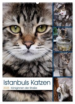 Istanbuls Katzen (Wandkalender 2025 DIN A2 hoch), CALVENDO Monatskalender