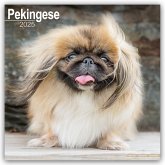 Pekingese - Pekinesen 2025 - 16-Monatskalender