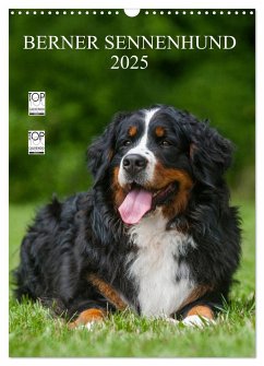 Berner Sennenhund 2025 (Wandkalender 2025 DIN A3 hoch), CALVENDO Monatskalender