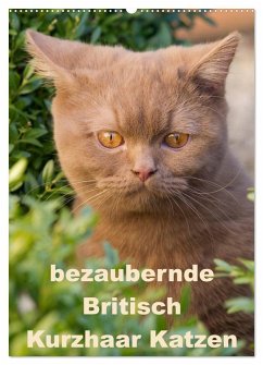 bezaubernde Britisch Kurzhaar Katzen (Wandkalender 2025 DIN A2 hoch), CALVENDO Monatskalender - Calvendo;Verena Scholze, Fotodesign