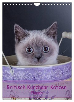 Britisch Kurzhaar Katzen - Planer (Wandkalender 2025 DIN A4 hoch), CALVENDO Monatskalender