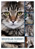 Istanbuls Katzen (Wandkalender 2025 DIN A3 hoch), CALVENDO Monatskalender