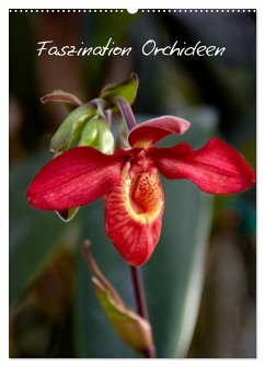 Faszination Orchideen (Wandkalender 2025 DIN A2 hoch), CALVENDO Monatskalender - Calvendo;Rix, Veronika