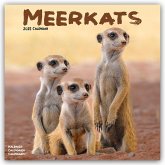 Meerkats - Erdmännchen 2025 - 16-Monatskalender