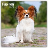 Papillon 2025 - 16-Monatskalender