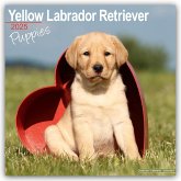 Yellow Labrador Retriever Puppies - Weiße Labradorwelpen 2025