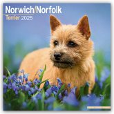 Norfolk Terrier 2025- 16-Monatskalender