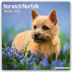 Norfolk Terrier 2025- 16-Monatskalender - Avonside Publishing Ltd