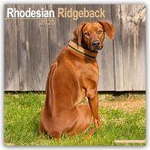 Rhodesian Ridgeback - Afrikanischer Löwenhund 2025 - 16-Monatskalender