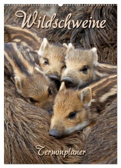 Wildschweine (Wandkalender 2025 DIN A2 hoch), CALVENDO Monatskalender - Calvendo;Berg, Martina