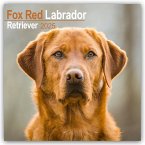 Fox Red Labrador Retriever - Fuchsroter Labrador 2025 Retriever - 16-Monatskalender