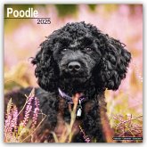 Poodle - Pudel 2025- 16-Monatskalender