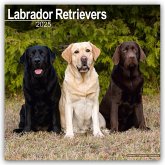Labrador Retriever 2025 - 16-Monatskalender