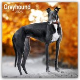 Greyhound - Großer Englischer Windhund 2025 - 16-Monatskalender