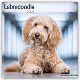 Labradoodle 2025 - 16-Monatskalender