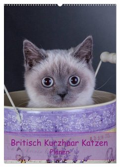 Britisch Kurzhaar Katzen - Planer (Wandkalender 2025 DIN A2 hoch), CALVENDO Monatskalender