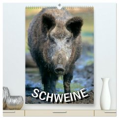 Schweine 2025 (hochwertiger Premium Wandkalender 2025 DIN A2 hoch), Kunstdruck in Hochglanz - Calvendo