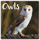 Owls - Eulen 2025 - 16-Monatskalender - Original Avonside-Kalender [Mehrsprachig] [Kalender]