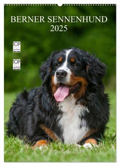 Berner Sennenhund 2025 (Wandkalender 2025 DIN A2 hoch), CALVENDO Monatskalender - Calvendo;Starick, Sigrid