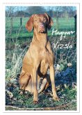 Magyar Vizsla (Wandkalender 2025 DIN A2 hoch), CALVENDO Monatskalender