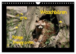 Waschbären (Wandkalender 2025 DIN A4 quer), CALVENDO Monatskalender - Calvendo;Lindert-Rottke, Antje