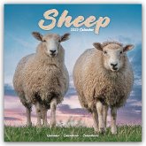 Sheep - Schafe 2025 - 16-Monatskalender