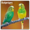 Budgerigars - Wellensittiche 2025 -... - Bild 1