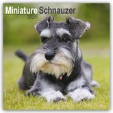 Miniature Schnauzer - Zwergschnauzer 2025 - 16-Monatskalender