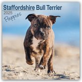 Staffordshire Bull Terrier Puppies - Staffordshire Bull Terrier Welpen 2025 - 16-Monatskalender
