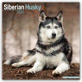 Siberian Husky - Sibirische Huskys 2025 - 16-Monatskalender