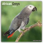 African Greys - Graupapageien 2025 - 16-Monatskalender