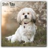 Shih Tzu 2025 - 16-Monatskalender - Bild 1