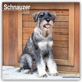 Schnauzer - Schnauzer 2025 - 16-Monatskalender