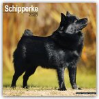 Schipperke 2025 - 16-Monatskalender