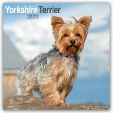 Yorkshire Terrier - Yorkshire Terrier 2025 16-Monatskalender