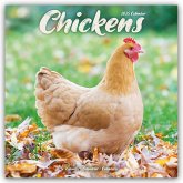 Chickens - Hühner 2025 - 16-Monatskalender
