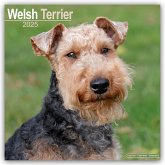 Welsh Terrier 2025 - 16-Monatskalender