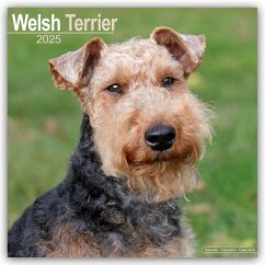 Welsh Terrier 2025 - 16-Monatskalender - Avonside Publishing Ltd
