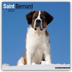 Saint Bernard - Bernhardiner 2025 - 16-Monatskalender - Avonside Publishing Ltd