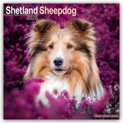 Shetland Sheepdog - Shelties 2025 - 16-Monatskalender - Avonside Publishing Ltd