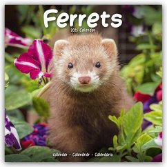 Ferrets - Frettchen 2025 - 16-Monatskalender - Avonside Publishing Ltd