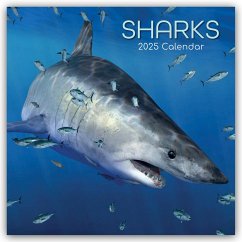 Sharks - Haie 2025 - 16-Monatskalender - Gifted Stationery Co. Ltd