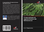 Il meccanismo di sopravvivenza del Deinococcus