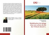 Modélisation de tallage chez une culture de blé dur Triticum durum L.