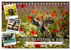 Ein Hundejahr in Bildern (Tischkalender 2025 DIN A5 quer), CALVENDO Monatskalender - Calvendo;Pelz, Daniel