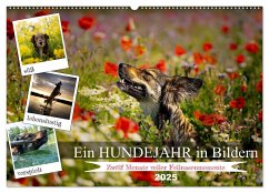 Ein Hundejahr in Bildern (Wandkalender 2025 DIN A2 quer), CALVENDO Monatskalender - Calvendo;Pelz, Daniel