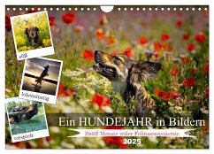 Ein Hundejahr in Bildern (Wandkalender 2025 DIN A4 quer), CALVENDO Monatskalender - Calvendo;Pelz, Daniel